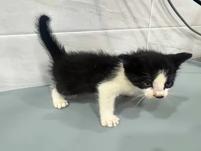 한국 고양이 - 고양이