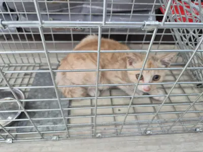 믹스묘 - 고양이