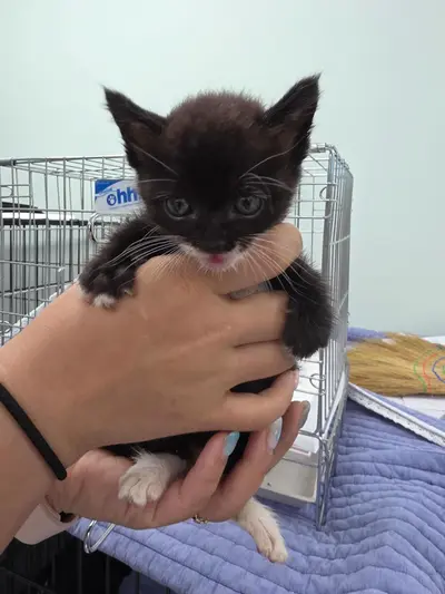 한국 고양이 - 고양이