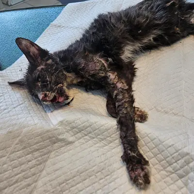 믹스묘 - 고양이