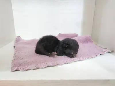 한국 고양이 - 고양이
