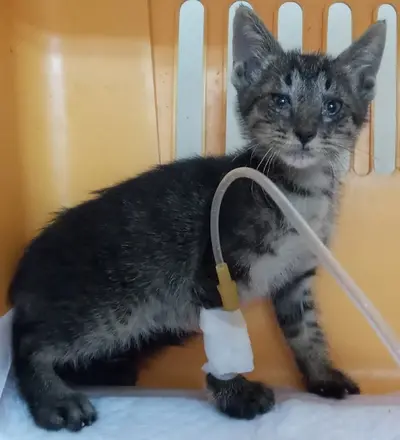 한국 고양이 - 고양이