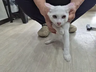 믹스묘 - 고양이