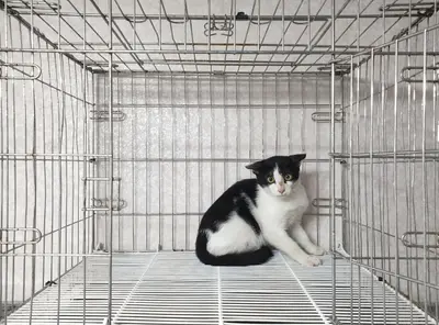 한국 고양이 - 고양이