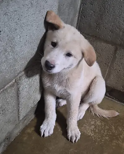 믹스견 - 강아지