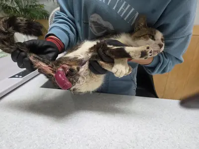 한국 고양이 - 고양이