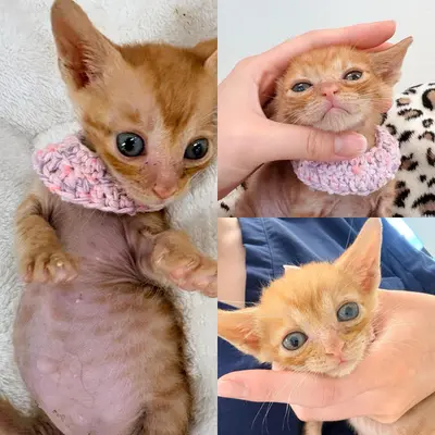 한국 고양이 - 고양이