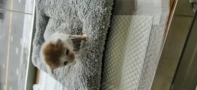 한국 고양이 - 고양이