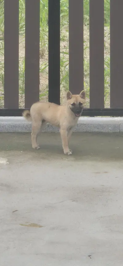 믹스견 - 강아지