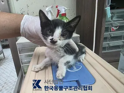한국 고양이 - 고양이
