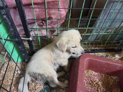 믹스견 - 강아지