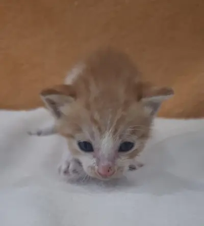 믹스묘 - 고양이