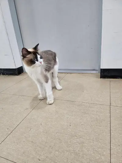 레그돌 - 고양이