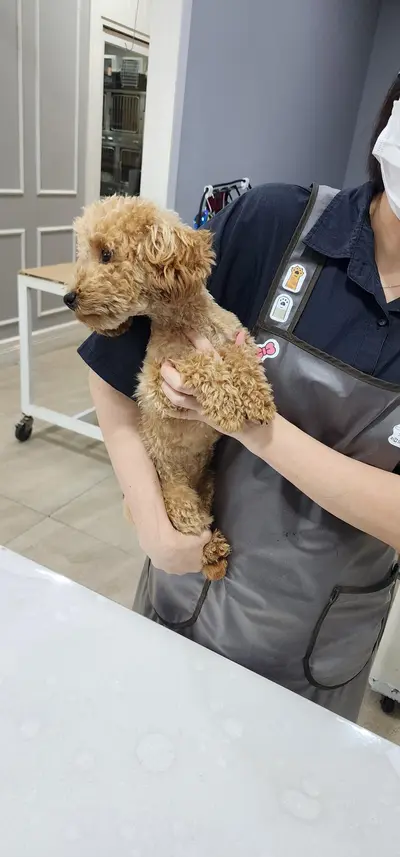 푸들 - 강아지
