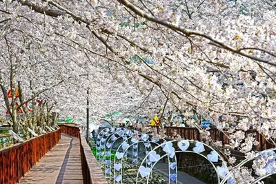 여좌천(여좌천로망스다리)