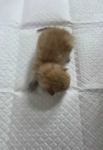 한국 고양이 - 고양이