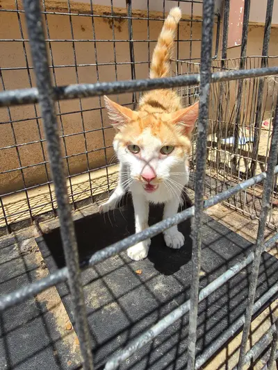 한국 고양이 - 고양이