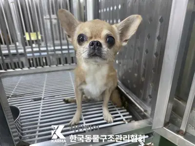 치와와 - 강아지