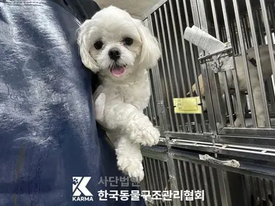 말티즈 - 강아지