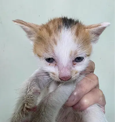 한국 고양이 - 고양이