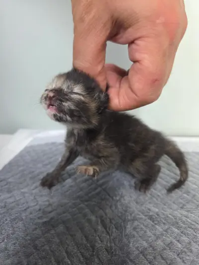 한국 고양이 - 고양이