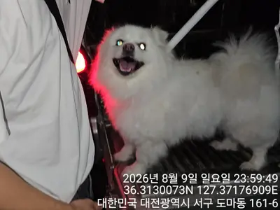 스피츠 - 강아지
