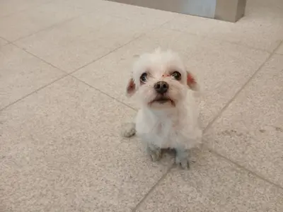 푸들 - 강아지
