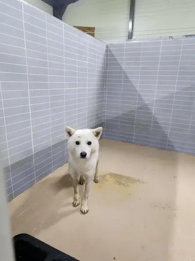 믹스견 - 강아지