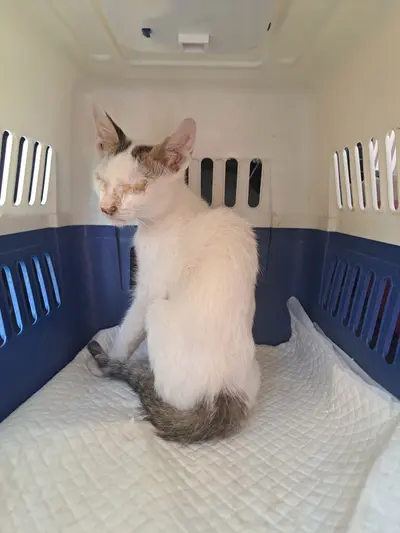 한국 고양이 - 고양이