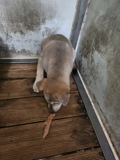 믹스견 - 강아지