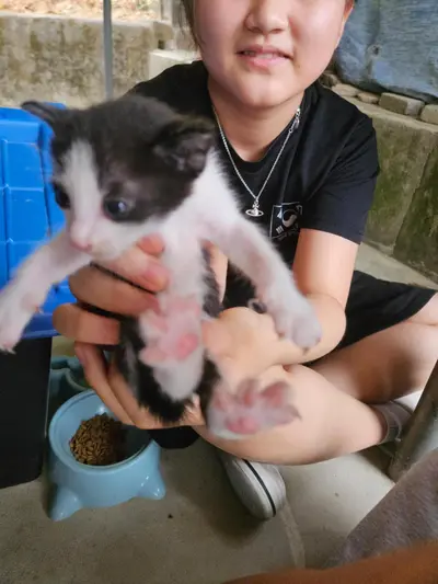 한국 고양이 - 고양이