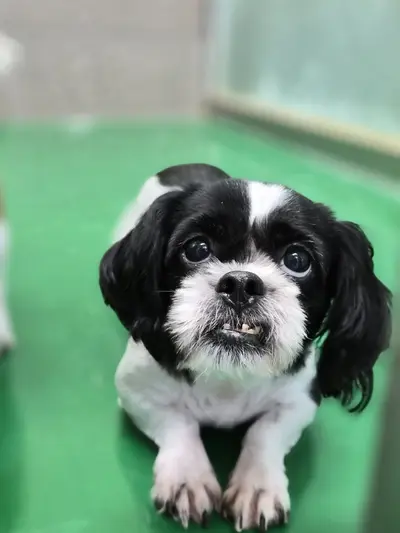 시츄 - 강아지