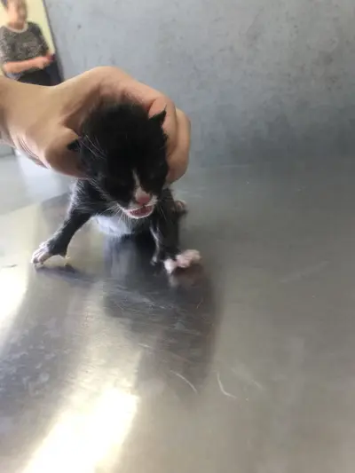 한국 고양이 - 고양이