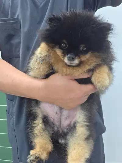포메라니안 - 강아지