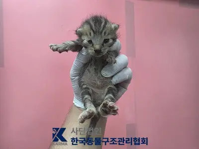 한국 고양이 - 고양이