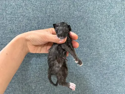 한국 고양이 - 고양이