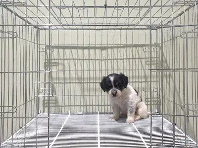 믹스견 - 강아지