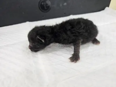 한국 고양이 - 고양이