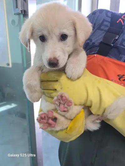 믹스견 - 강아지