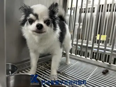 치와와 - 강아지