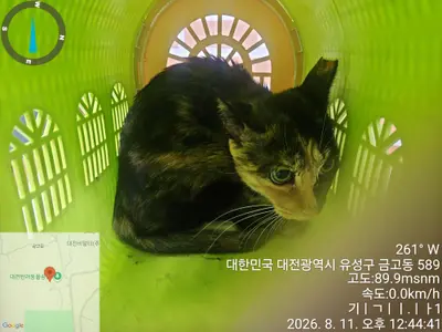 한국 고양이 - 고양이