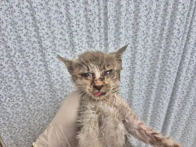 한국 고양이 - 고양이