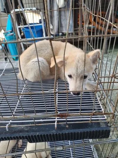진도견 - 강아지