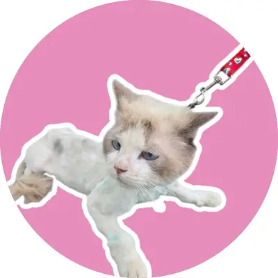 미상 - 고양이
