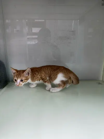 한국 고양이 - 고양이