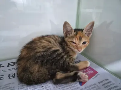 한국 고양이 - 고양이