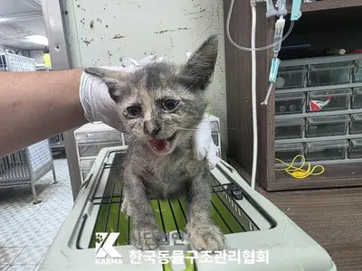 한국 고양이 - 고양이