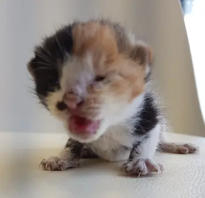 한국 고양이 - 고양이