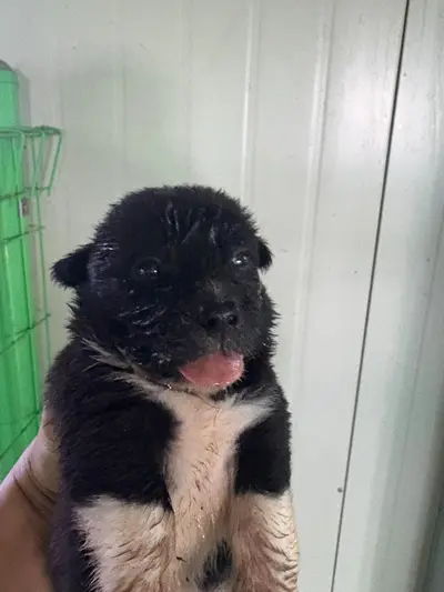 믹스견 - 강아지