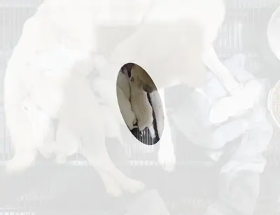 진도견 - 강아지